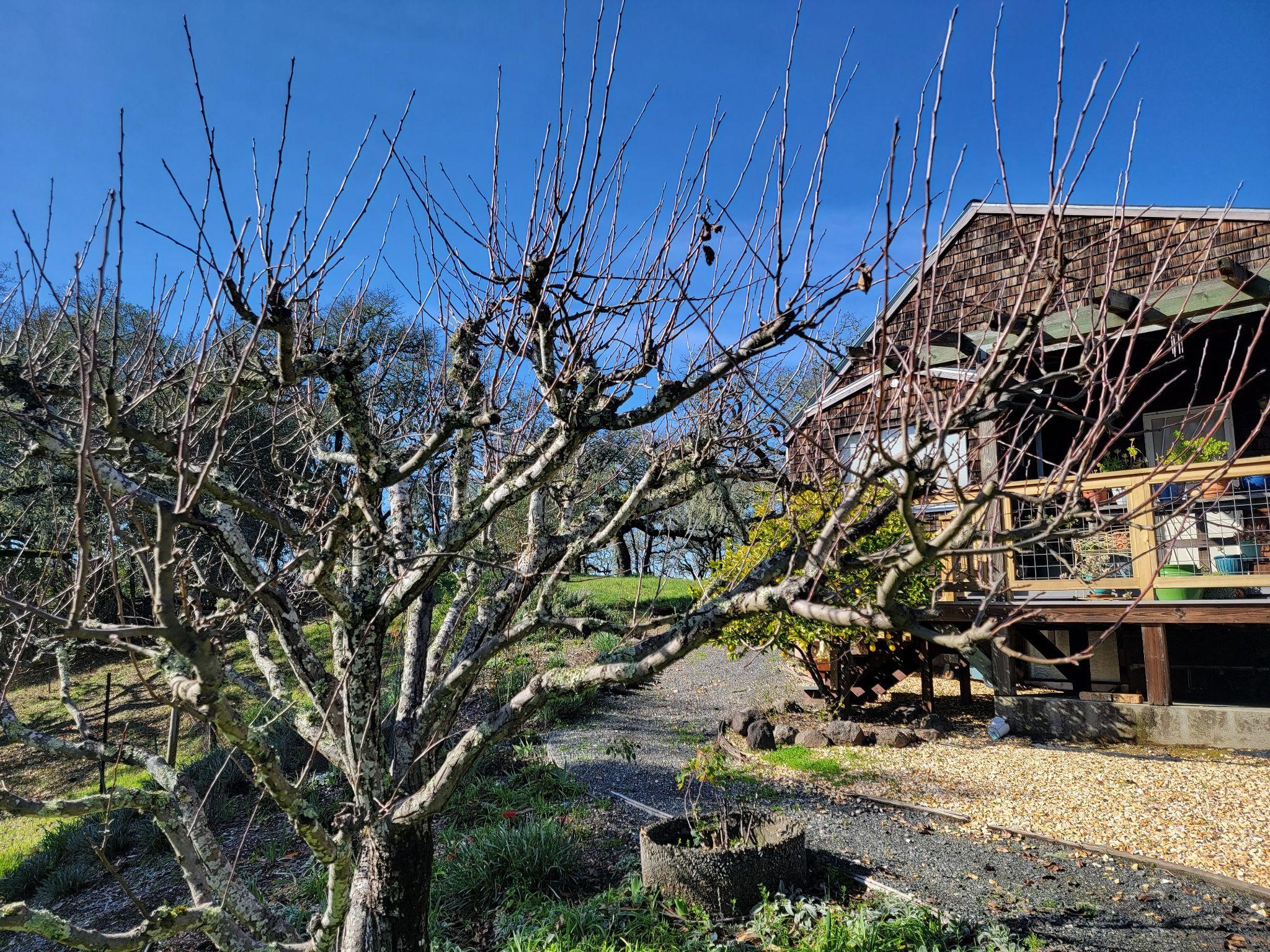 Winter Pruning and Care for Fruit Trees in Sonoma County