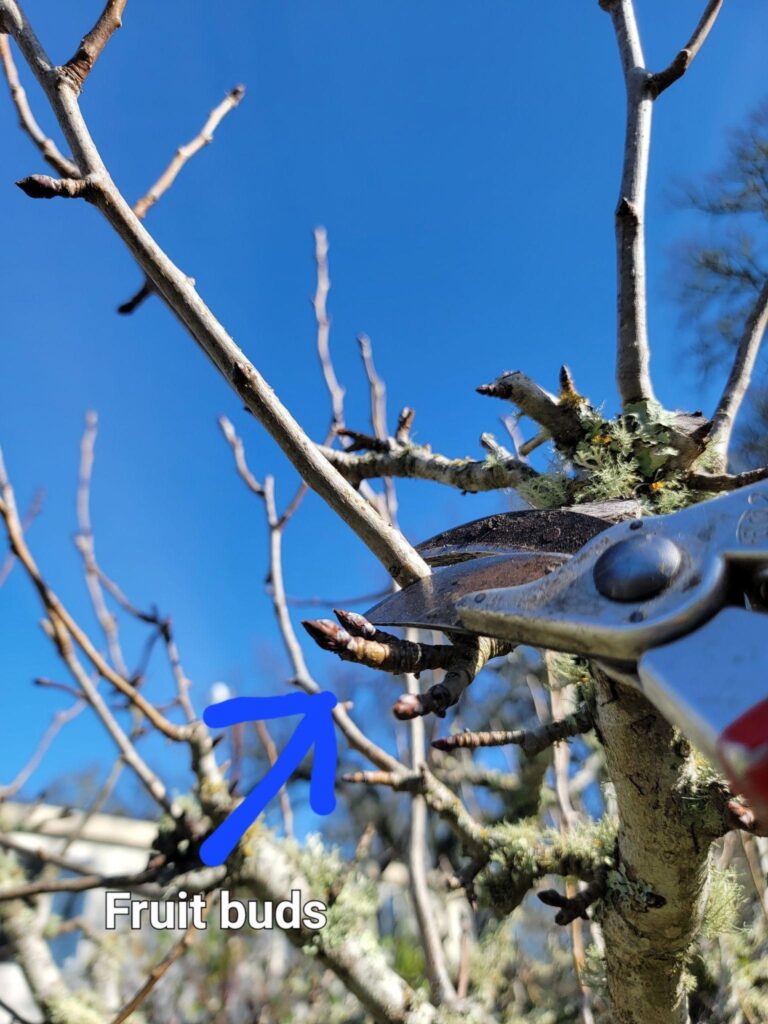 Fruit Buds Being Pruned Around With Clippers 