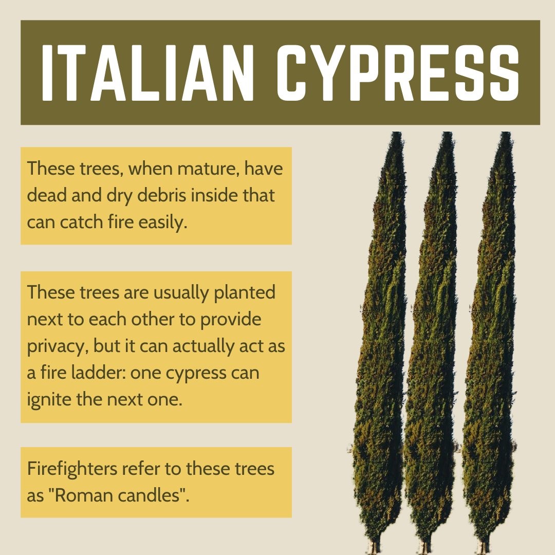 Graphic About The Italian Cypress Tree And Its Benefits