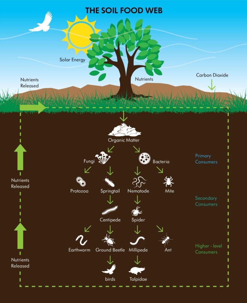 Graphic Of The Soil Food Webs From The Ground To The Tree To The Air