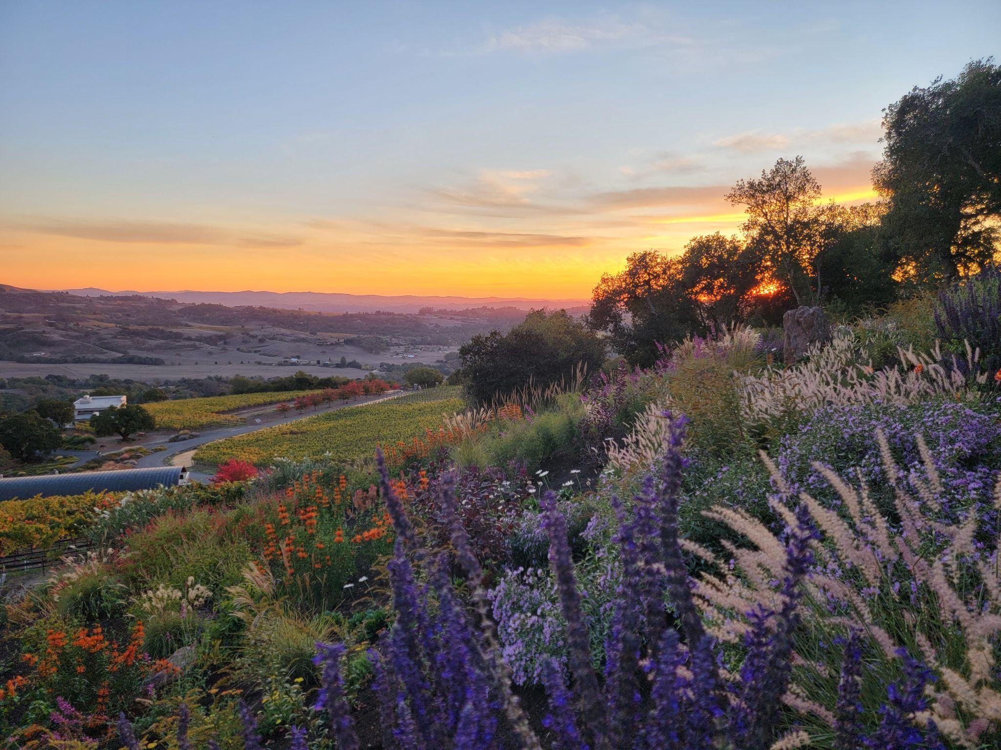 hillside with colorful flowers at a sunset