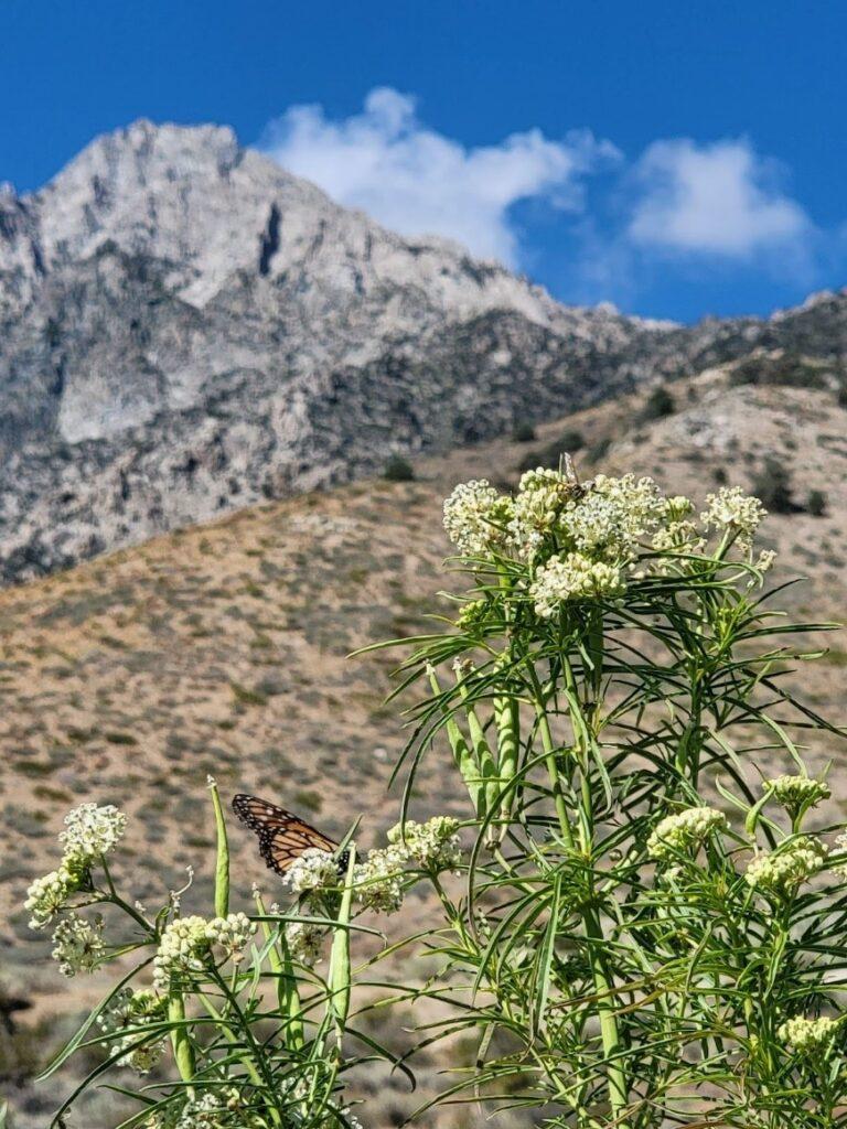 Mountain scene behind green plants with butterfly