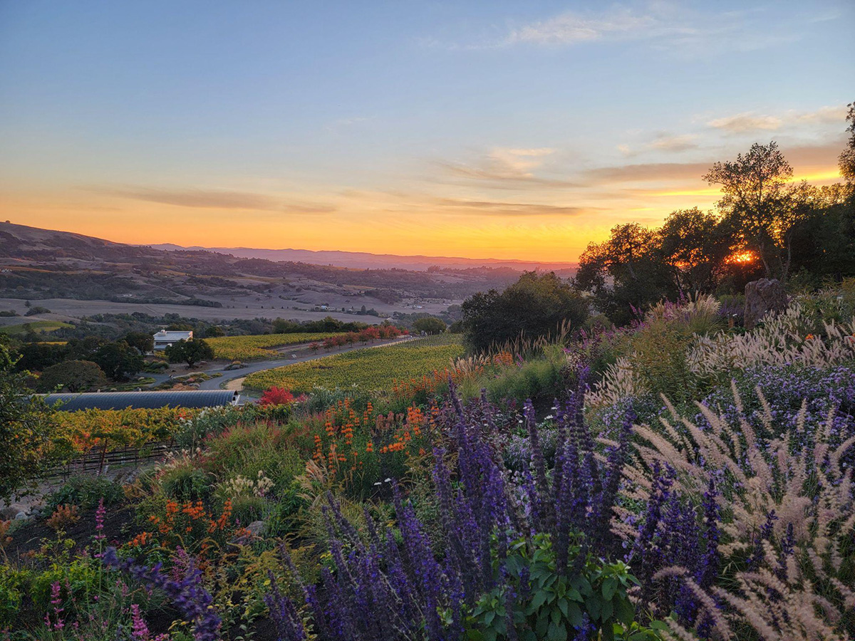 multi-colored wildflowers as the sun sets over green hills.