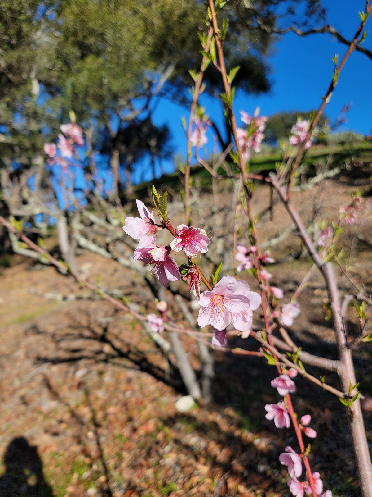 Dainty pink flowers with trees and blue skies in the background.