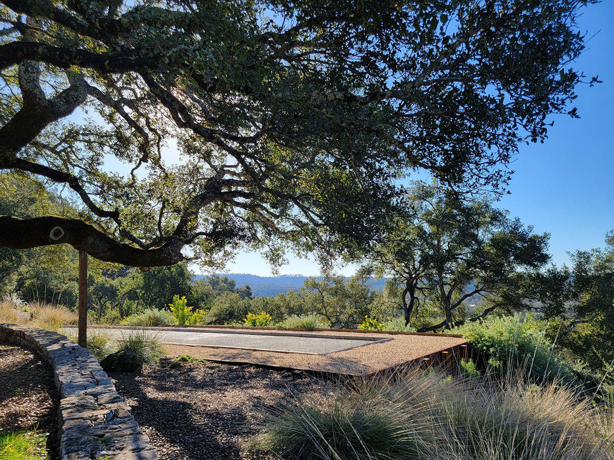 Large tree over a path surrounded by greenery and grass.