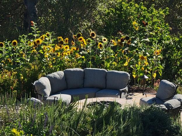 Large green and yellow sunflowers and cushioned seating