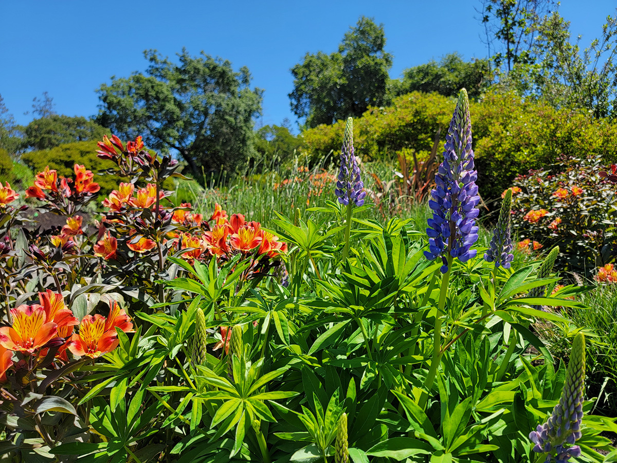 Green leaves, orange and purple flowers and blue sky