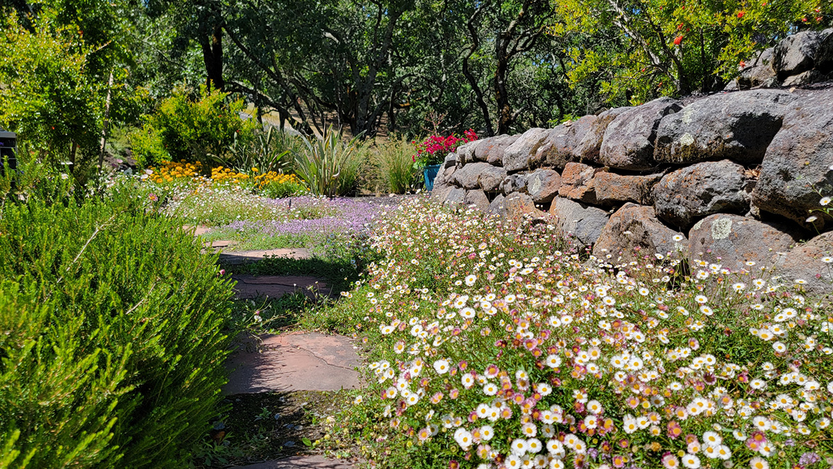 green shrubs, pink, white and purple flowers near a stone wall.