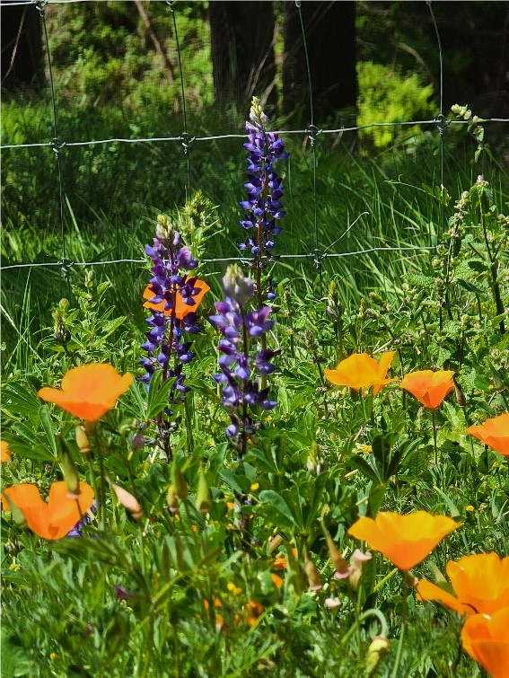 a purple and orange flowers in a garden