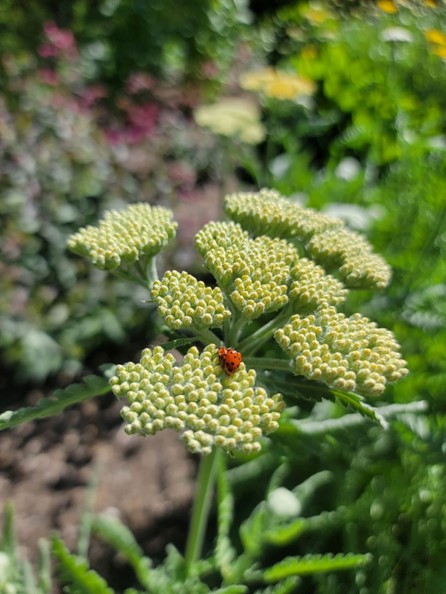 A ladybug on a flower 