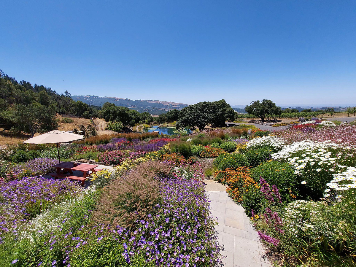 garden with colorful flowers