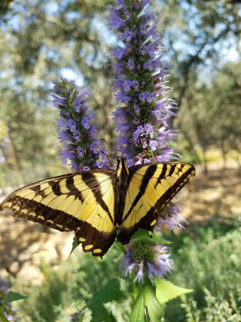 Beautiful butterfly on a purple flower