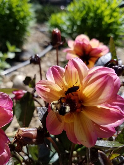A bee on a flower 