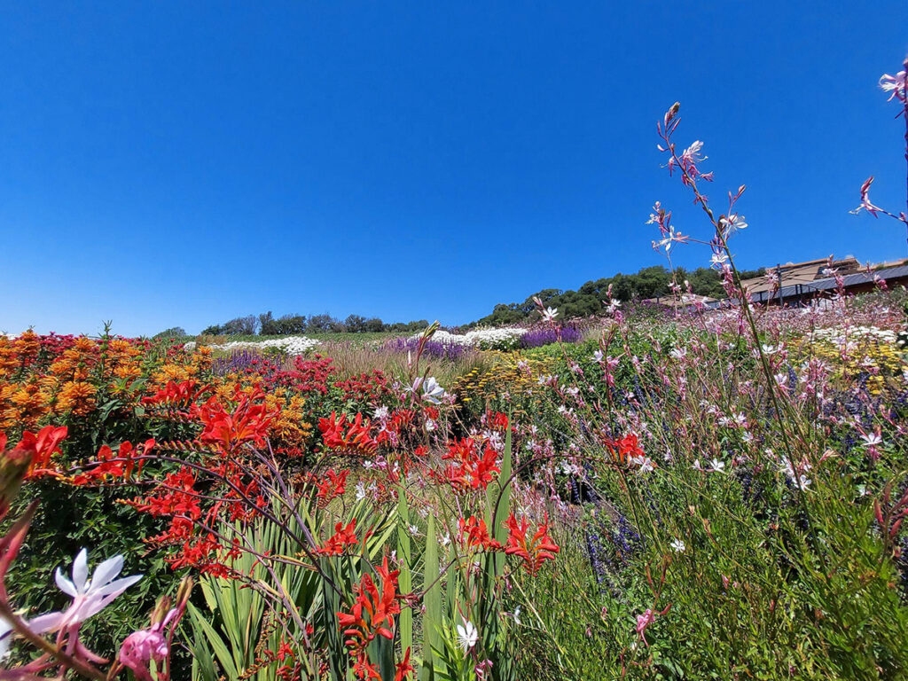 vibrant landscape of colorful flowers