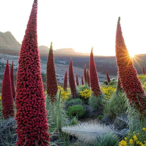 Sunset behind a field of red flowers