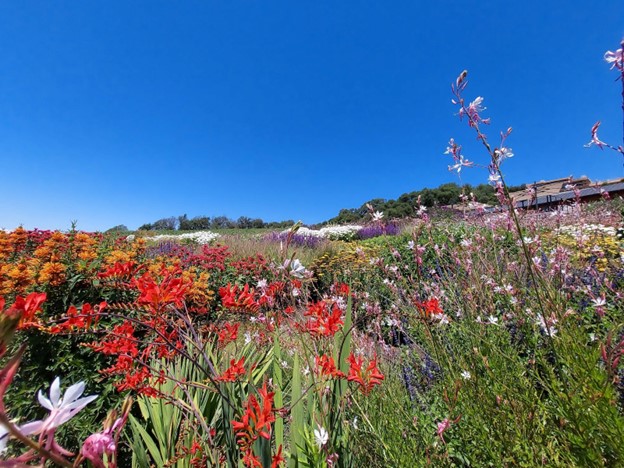 vibrant landscape of colorful flowers