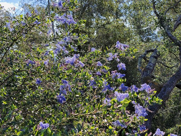 Ceanothus ‘Ray Hartman’