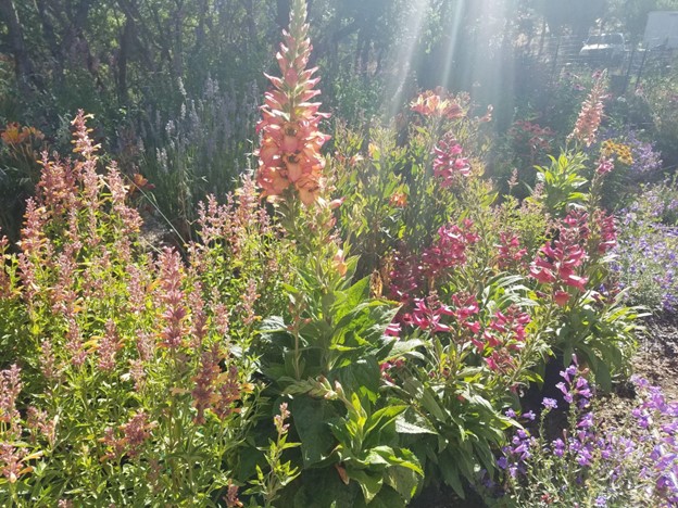 Agastache ‘Kudos Mandarin’ and ‘Purple Haze’ along with Digiplexus ‘Illumination Flame’ and ‘Illumination Raspberry’.  California native Penstemon heterophyllus seen in the foreground to the right.