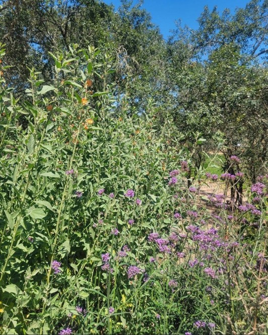 Sphaeralcea ‘Desert Globe Mallow’ and Verbena bonariensis thriving in a ‘zero-water’ garden at our offices.