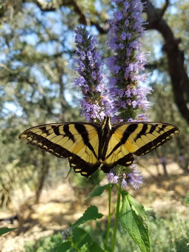 Western Tiger Swallowtail butterfly feeding on Agastache ‘Purple Haze’