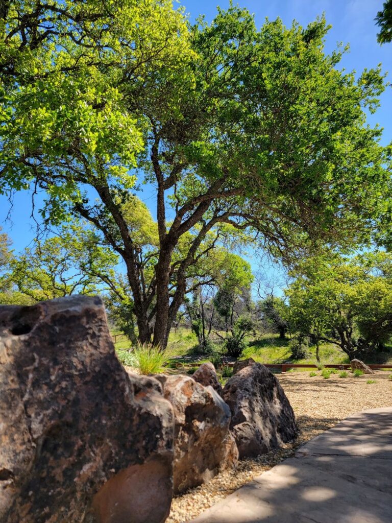 A large tree stands majestically in the park, providing shade and beauty to the surrounding landscape.