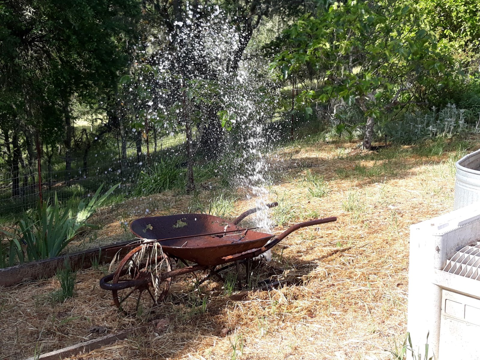 Weeds forming due to an irrigation leak