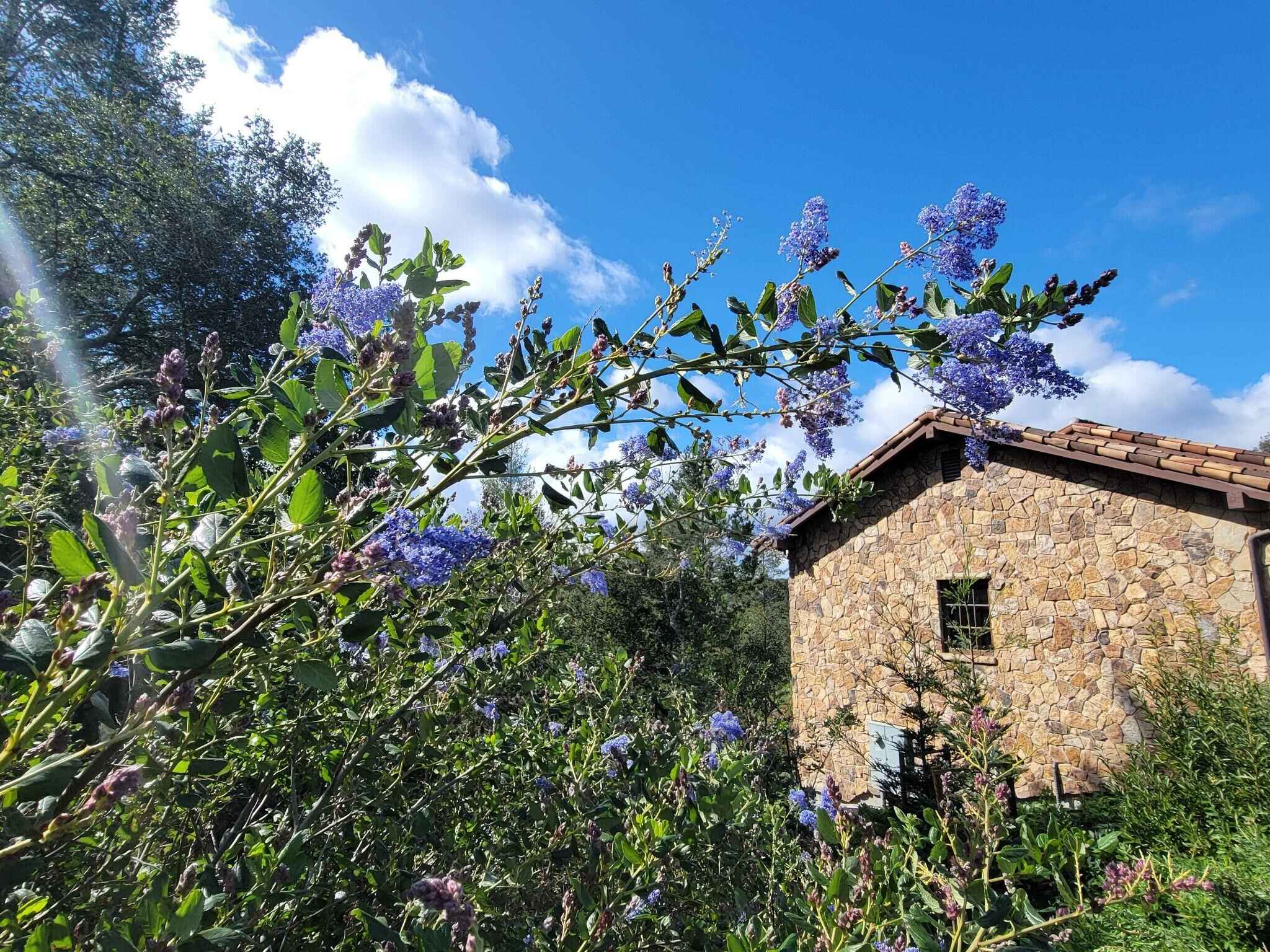 Ceanothus ‘Ray Hartman’ pictured at our Mayacama Estate design,build,maintenance property in Santa Rosa