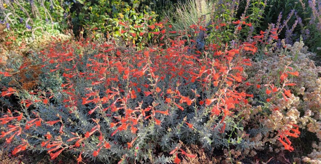 's Choice’ in full bloom on the driveway border to our offices