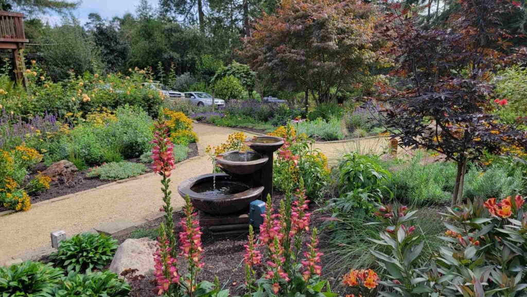 A couple of beautiful dark purple leafed Japanese Maples planted within a pollinator garden at one of our design-build projects in Occidental.