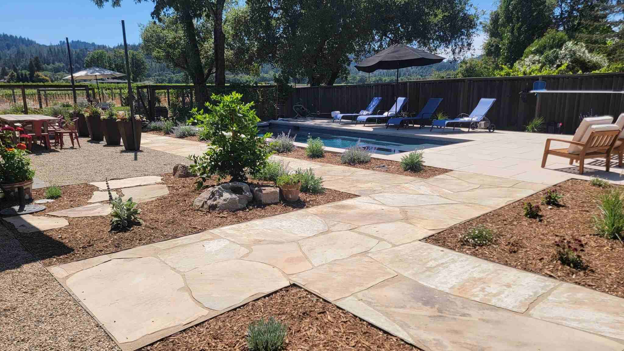 A happy and thriving Citrus tree planted pool-side during the spring at one our design-build projects in Healdsburg.