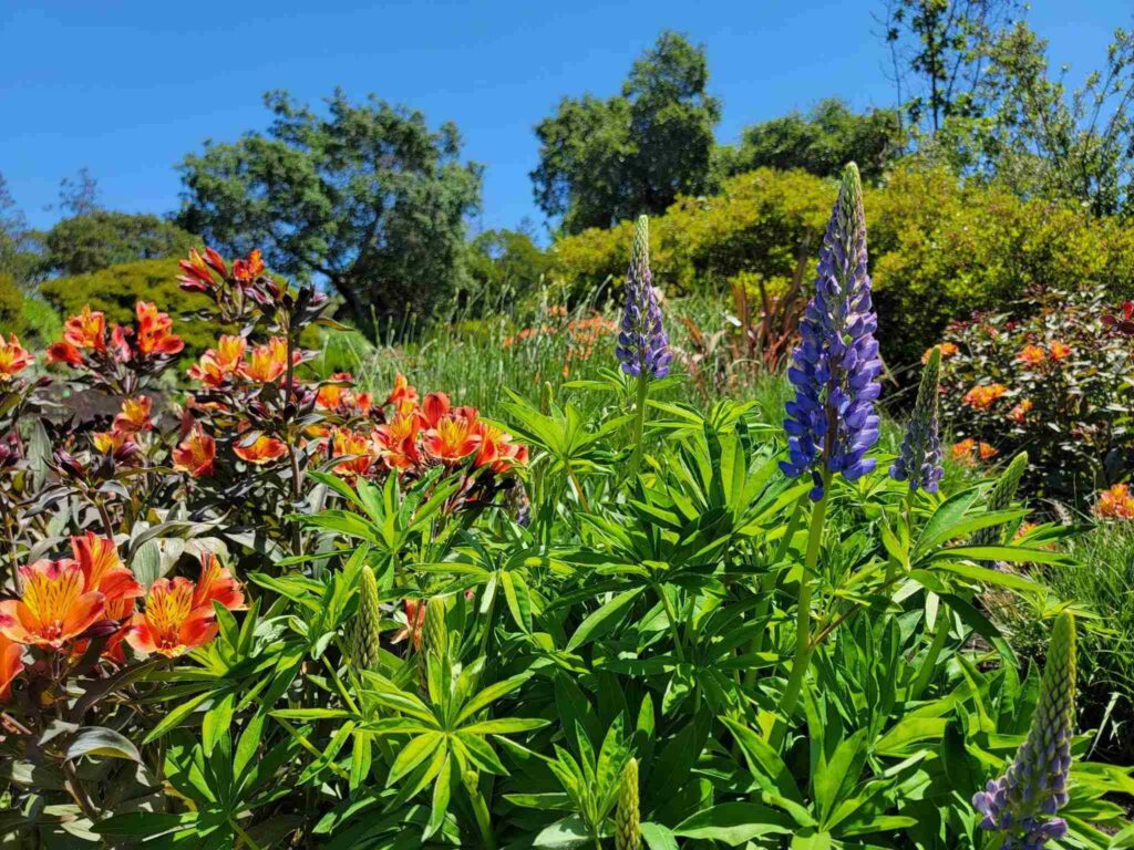 Lupine seedlings added to one of our maintenance clients landscape providing a fantastic pop of color in the established planting beds.