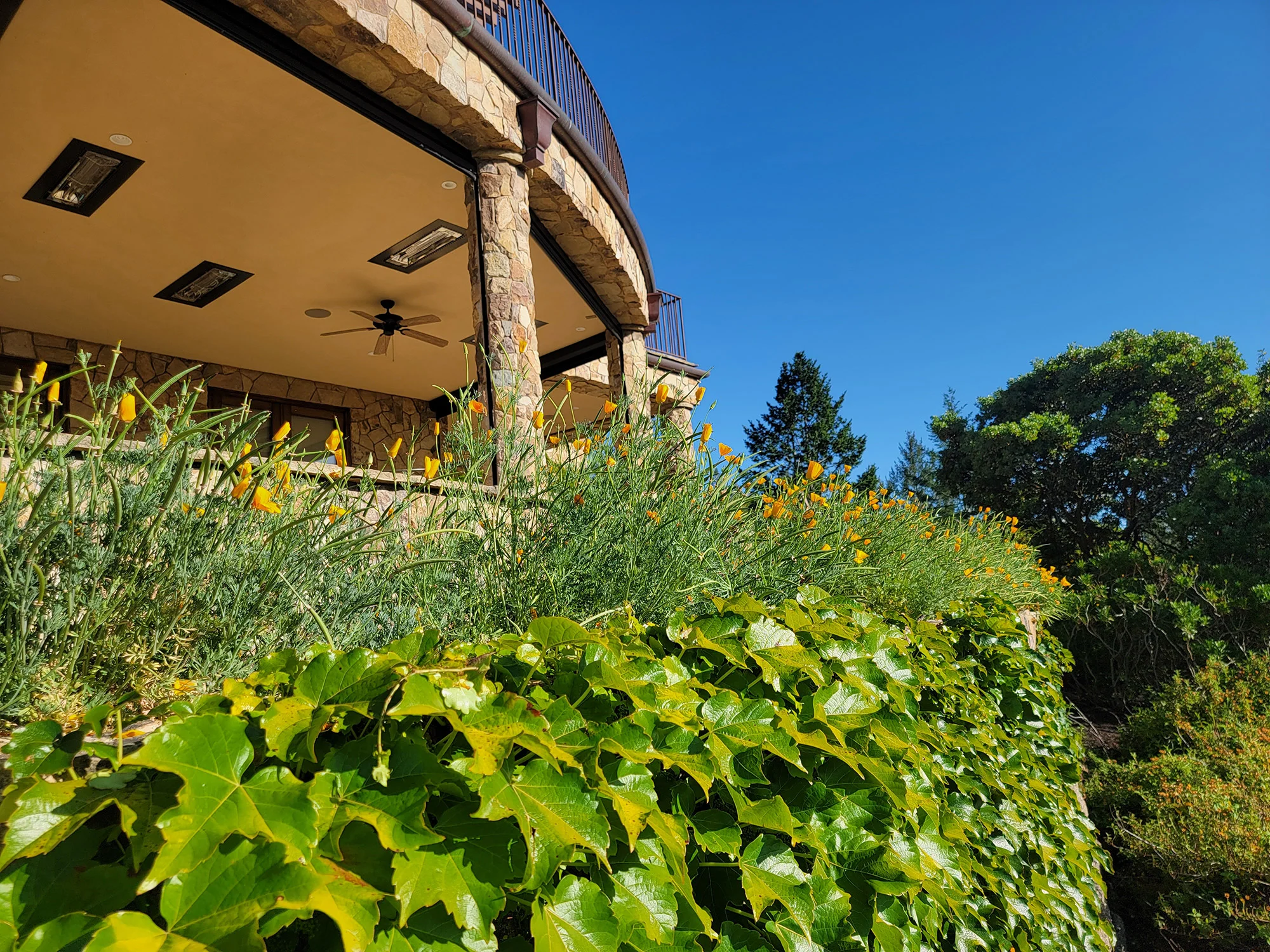 California poppy thriving in an elegant estate garden in Mayacamas