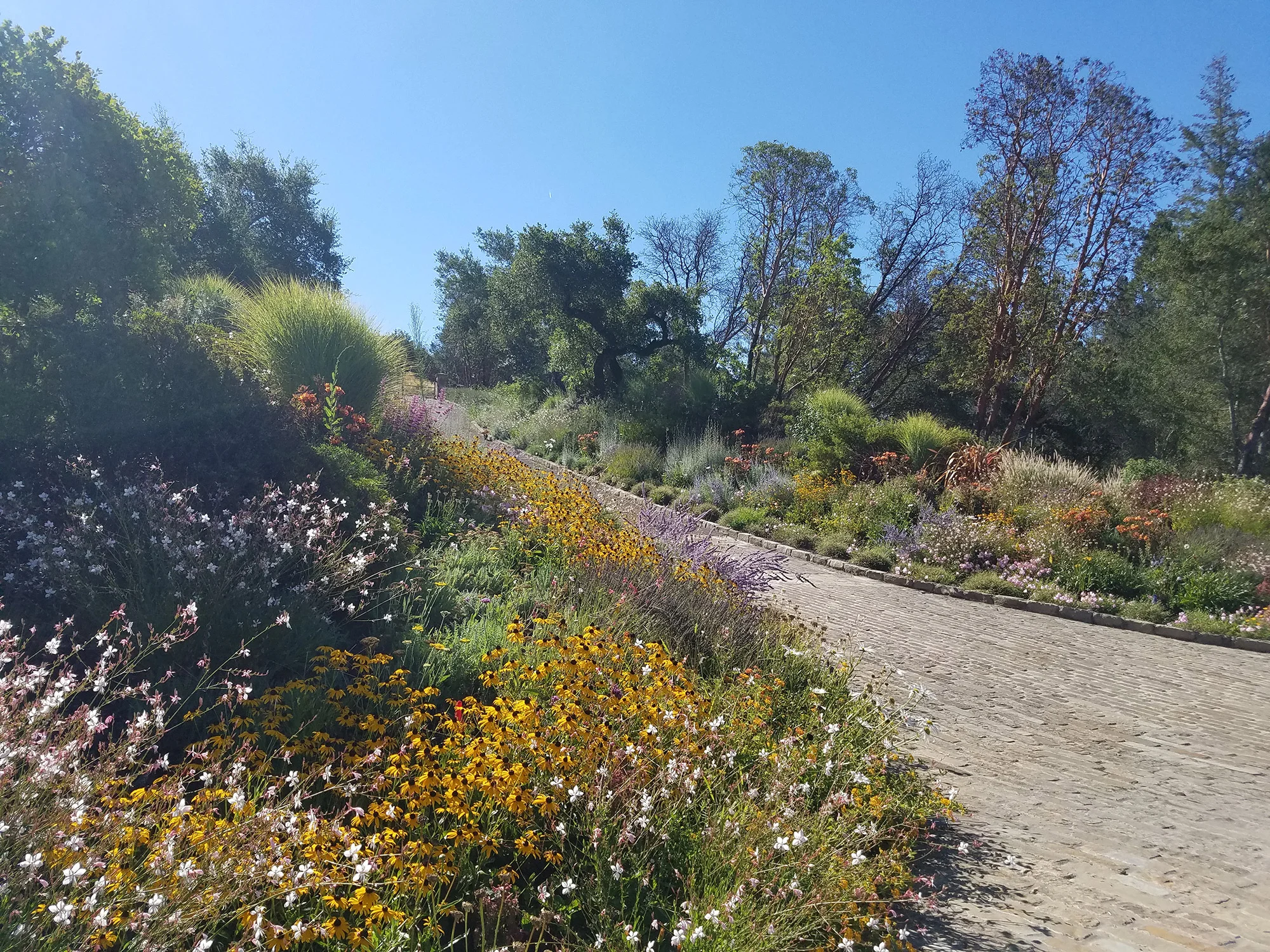 Mayacamas Estate image