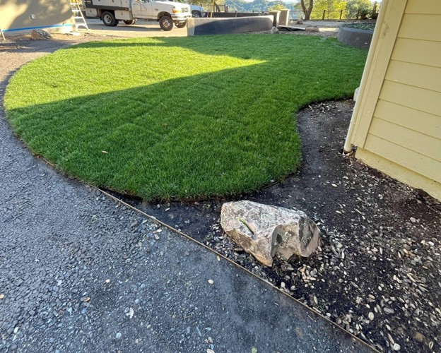 A newly install lawn in Healdsburg 