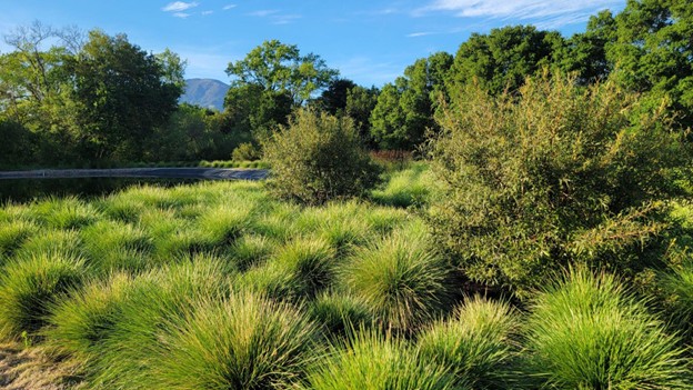 A seasonally pruned ornamental grass meadow thrives in early summer as a result of properly timed seasonal maintenance in Calistoga.