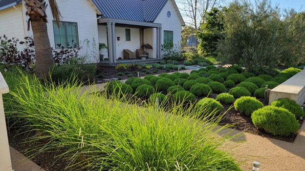 A tidy landscape maintained by Inspired Landscapes in Calistoga