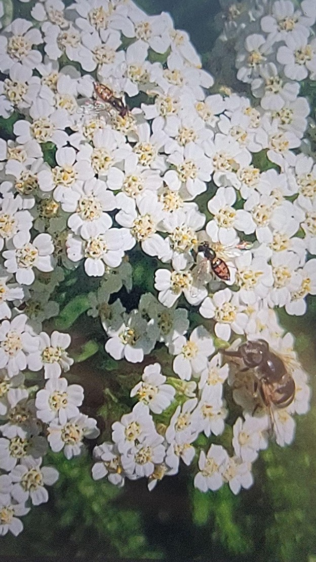 California Native Yarrow flowers attracting both Hover Flies and Pollinator bees in a Healdsburg Insectary Garden