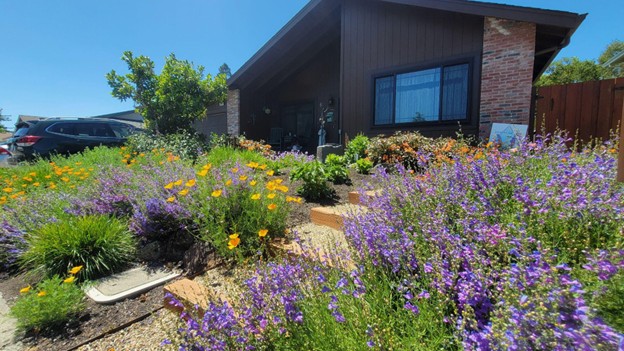 Dormant season pruning led to a vibrant June landscape in this design build and maintenance project in Larkfield. 