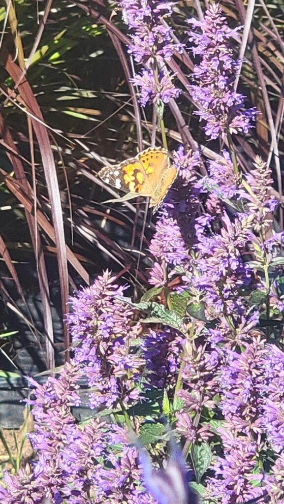 Hyssop not only attracts many types of butterflies but is also resistant to deer and rabbits 