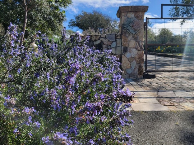 Rosemary hedges being used to repel gophers from nearby flowers in Mayacamas