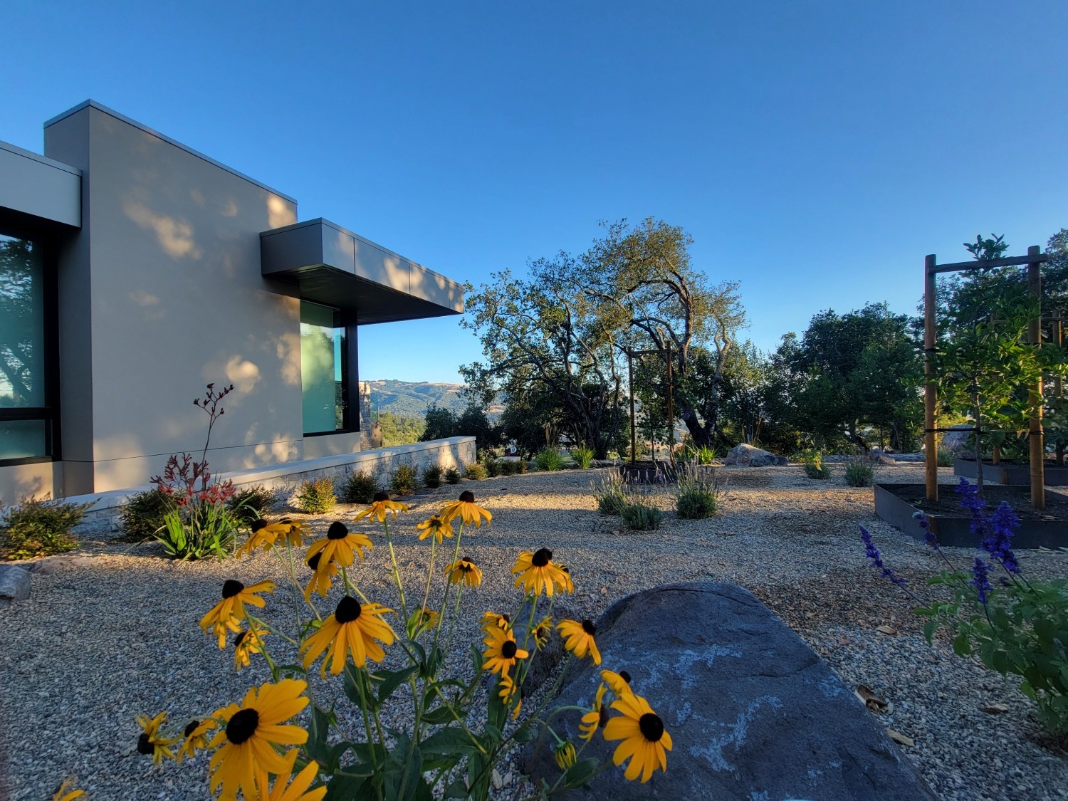A Sonoma County home with curated landscaping design and bright yellow flowers.