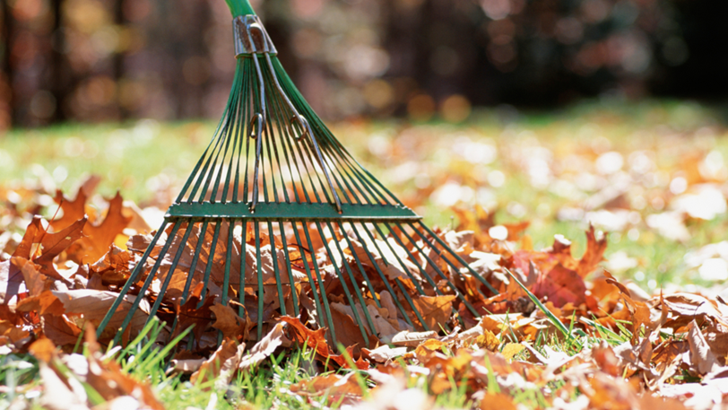 A green rake piles up dry fallen leaves that rest on a grass lawn.