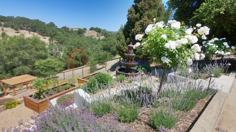 A tiered terrace with rows of blooming lavender and white flowers.