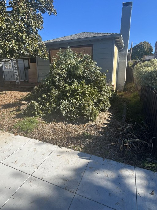 A pile of removed plants (green waste) separated from other debris so it can be dumped sustainably at a composting facility.