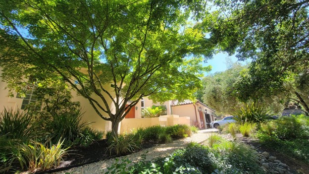A shady nook under Japanese Maple trees with a small bench area for our client to view their creek on a summer afternoon in Mayacamas in Windsor.