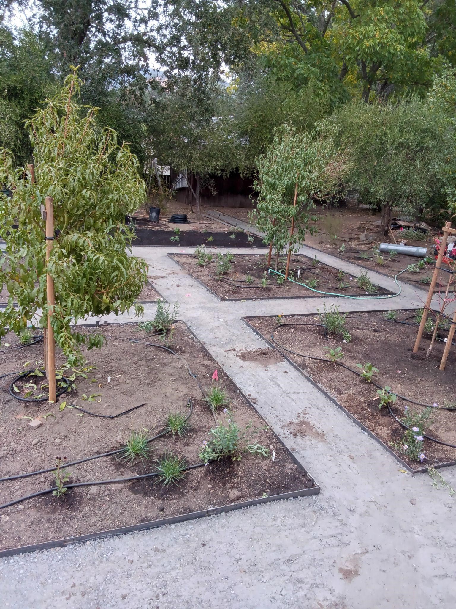 A landscape project in process, showing drip tubing before it is covered by mulch with wet spots from drip irrigation staying at the base of the plants.