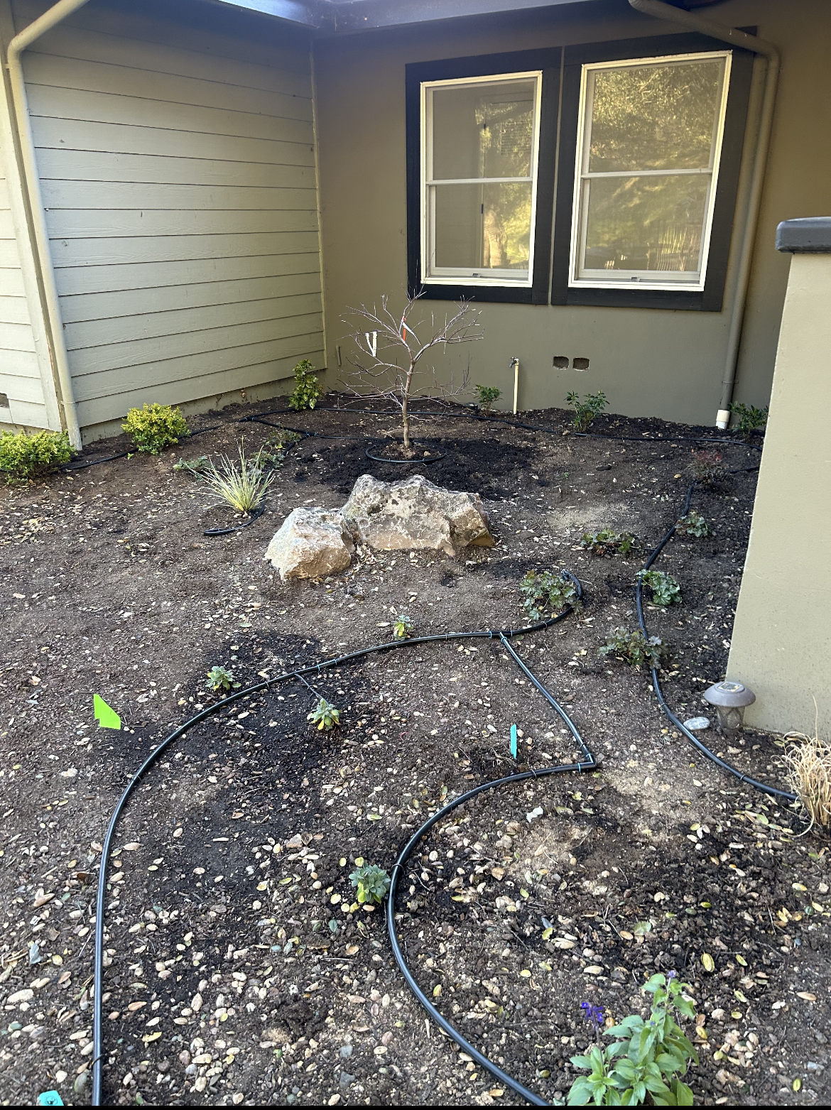 Drip irrigation being installed to plants at a Healdsburg residence. 