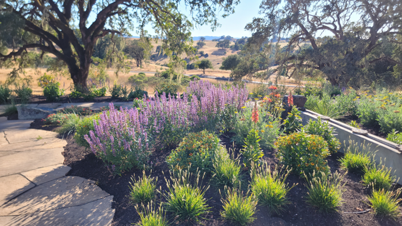 A landscaped garden bed with the rolling hills of Sonoma County in the background.