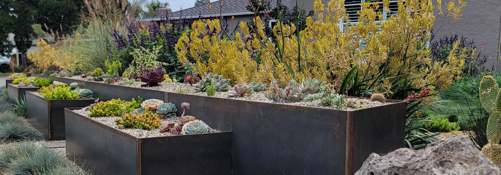 Santa Rosa Succulent Meadows Banner