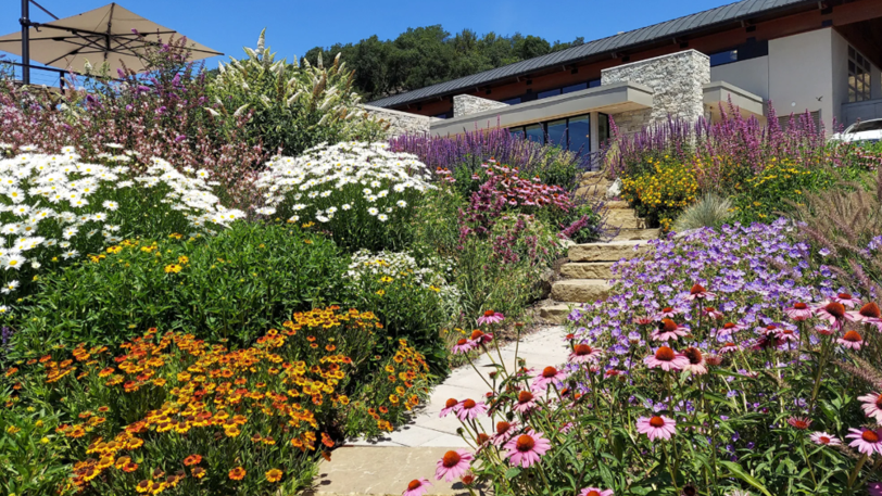 A stone walkway through landscaping with lush, blooming native California plants.